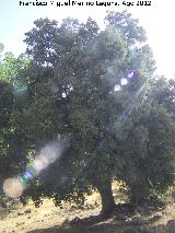 Encina - Quercus ilex. Encina de Prado Moro. Santiago Pontones