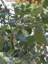 Encina - Quercus ilex. Pea del Olivar - Siles