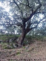 Encina - Quercus ilex. Pilar de la Zarzuela - Navas de San Juan