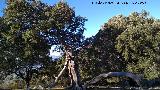 Encina - Quercus ilex. Encina del Rayo - Cambil