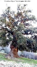 Encina - Quercus ilex. Encina Gorda de Fuenfra - Cambil