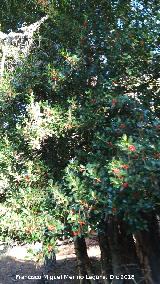 Acebo - Ilex aquifolium. Valdecuevas - Cazorla