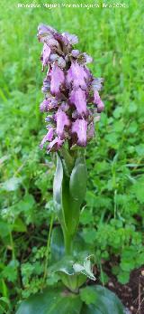 Cuatro Picos - Jaén Orquídea gigante - Barlia robertiana. Cuatro Picos - Jaén