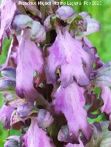 Flores. Cuatro Picos - Jaén Orquídea gigante - Barlia robertiana. Flores. Cuatro Picos - Jaén