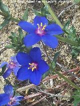 Muraje - Anagallis arvensis. Flores azules. Santa Potenciana - Villanueva de la Reina