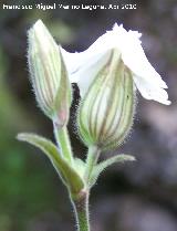 Colleja blanca - Silene latifolia. Flor hembra. Cerro Veleta - Jan