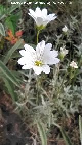 Salto de la Yegua - Los Villares Nieve de Montaña - Cerastium tomentosum. Salto de la Yegua - Los Villares