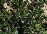Coscoja - Quercus coccifera. Andjar