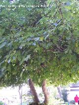 Higuera - Ficus carica. Higuera impresionante que hay en el jardn botnico de Crdoba.