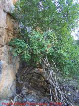 Higuera - Ficus carica. Cueva de la Higuera - Jan