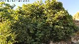 Higuera - Ficus carica. Higuera del Pilarejo - Canena