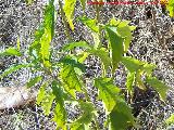 Trompillo - Solanum elaeagnifolium. San Miguel - Linares
