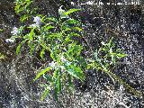 Trompillo - Solanum elaeagnifolium. San Miguel - Linares