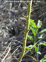 Trompillo - Solanum elaeagnifolium. Espinas. San Miguel - Linares