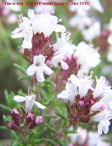 Tomillo - Thymus vulgaris. Cerro Veleta - Jan