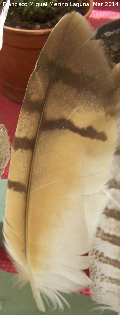 Pjaro Gaviln - Pjaro Gaviln. Pluma. Navas de San Juan