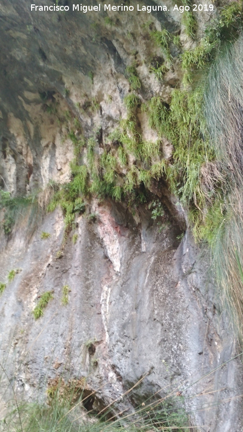 Grasilla - Grasilla. Aguascebas Grande - Villacarrillo