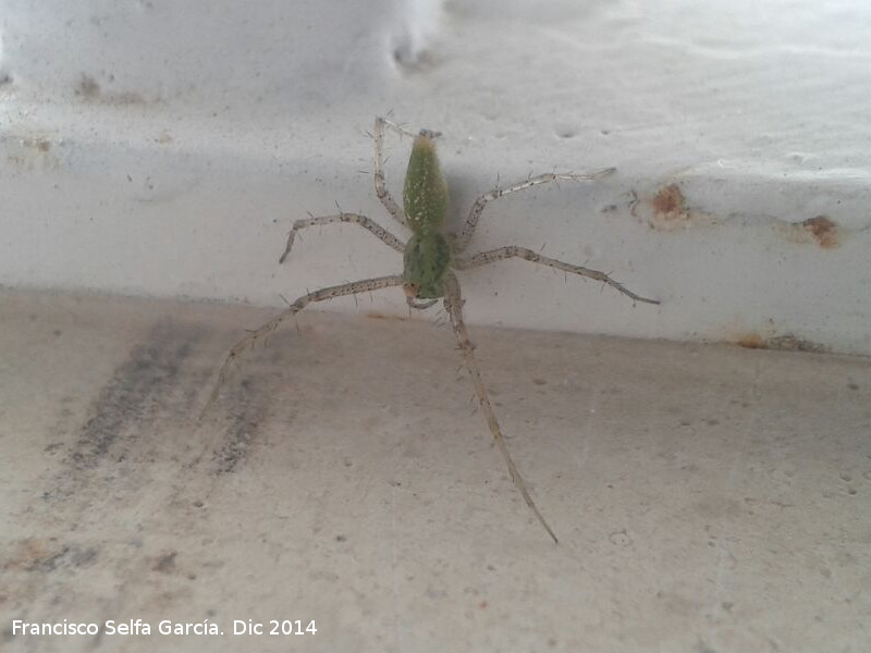 Araa Lince Verde - Araa Lince Verde. Torreperogil