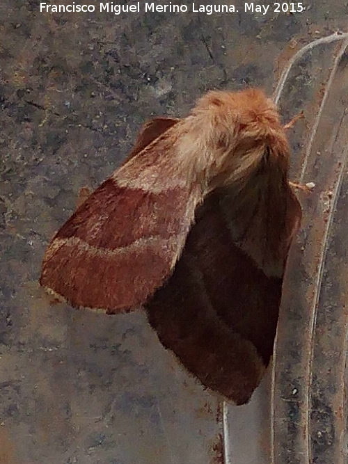 Polilla Zorro - Polilla Zorro. Navas de San Juan