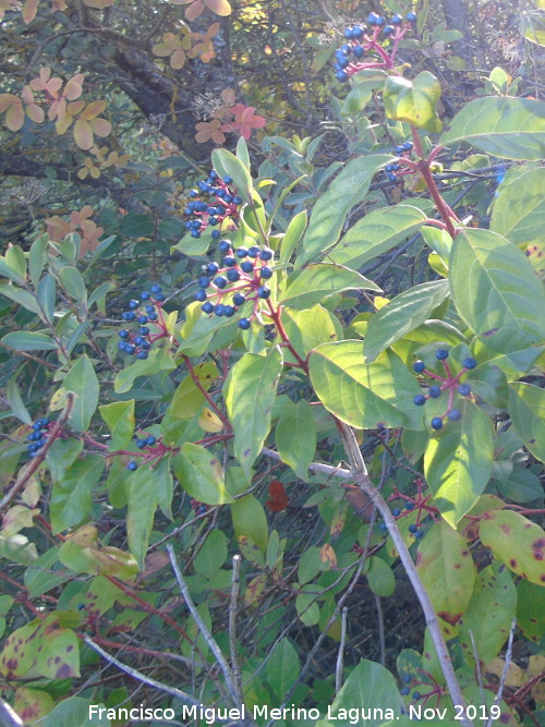 Durillo - Durillo. Baizuela - Torredelcampo