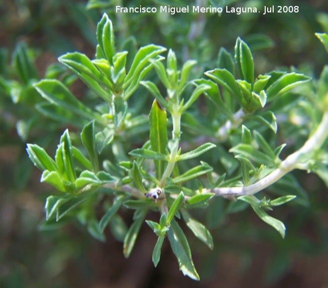 Ajedrea - Ajedrea. Cazorla