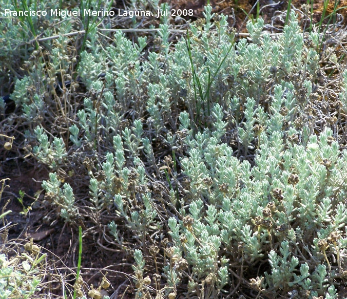 Zamarrilla - Zamarrilla. Cazorla