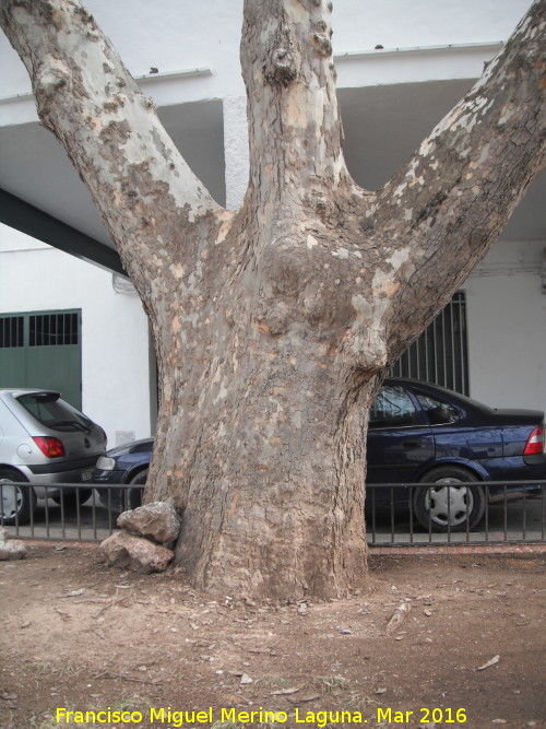 Pltano del Bosque - Pltano del Bosque. Su tronco comparado con los coches