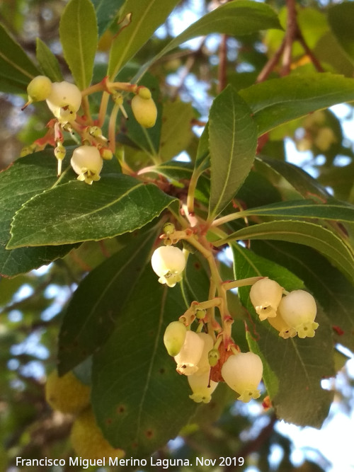 Madroo - Madroo. Flores. Corral de los Toros - Aldeaquemada