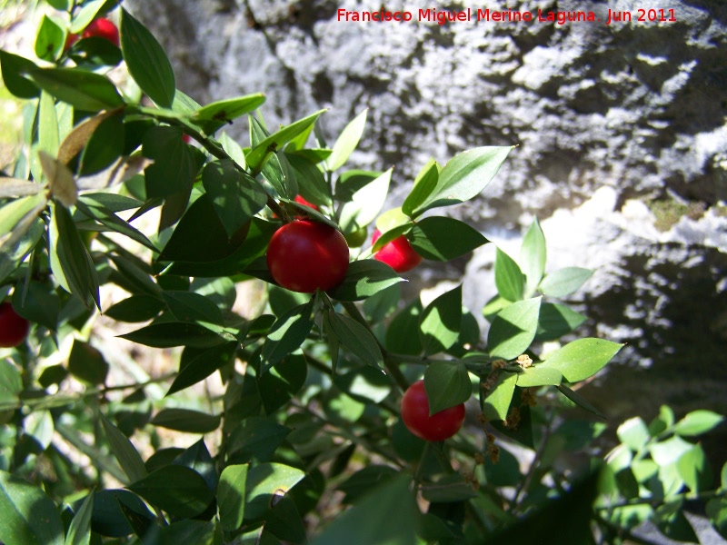 Rusco - Rusco. La Hoya - Jan