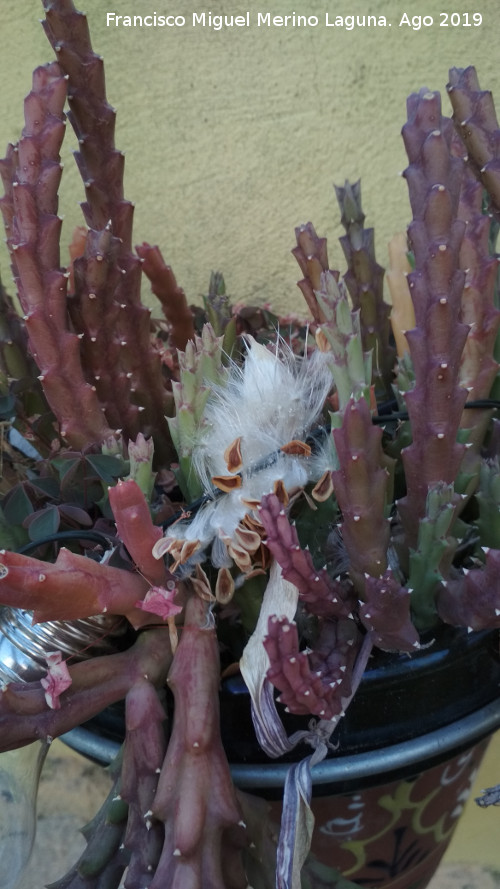Cactus Flor de Lagarto - Cactus Flor de Lagarto. Semillas. Los Villares