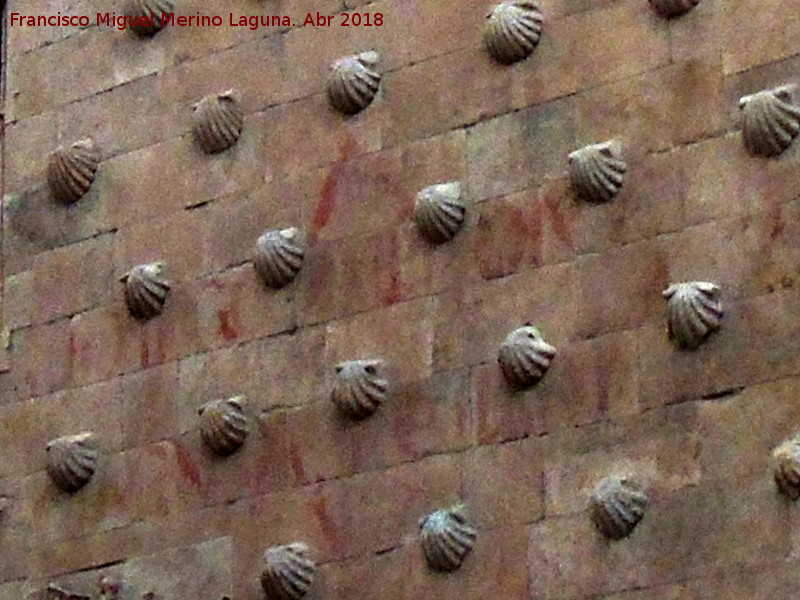 Casa de las Conchas - Casa de las Conchas. Restos de vtores