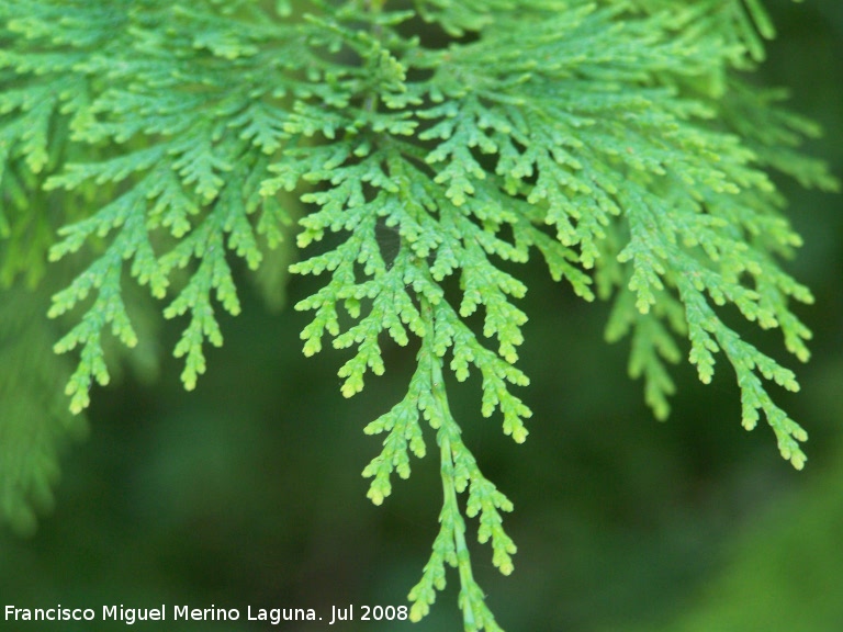 Cedro blanco - Cedro blanco. Cazorla