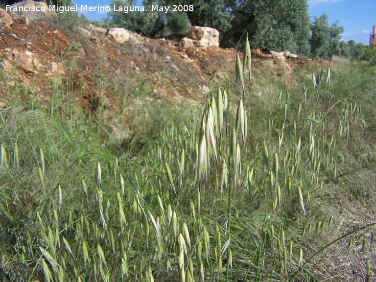 Avena loca - Avena loca. Navas de San Juan