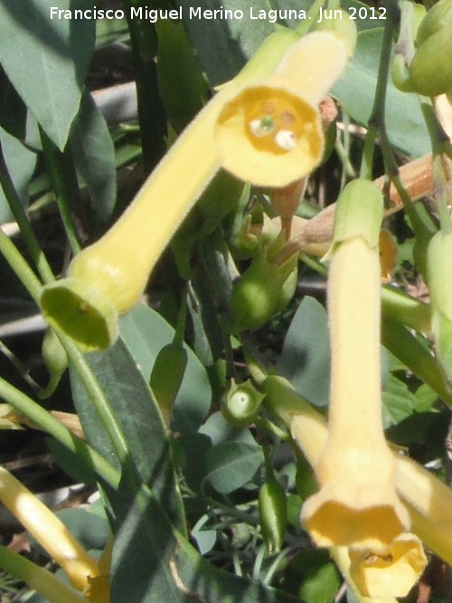 Gandul - Gandul. Laguna Torreguadiaro - San Roque