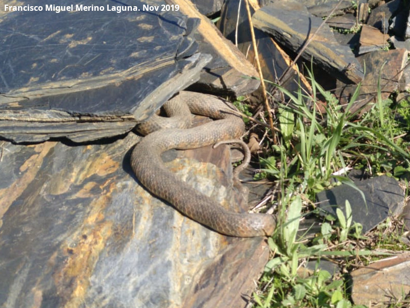 Culebra bastarda - Culebra bastarda. Arroyo de los Muertos - Baos de la Encina