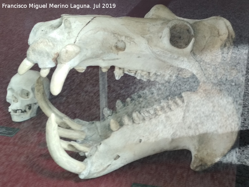 Hipoptamo - Hipoptamo. Crneo. Ciudad de las Ciencias - Valencia 