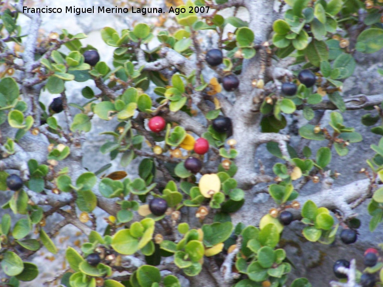 Carrasquilla - Carrasquilla. Los Villares