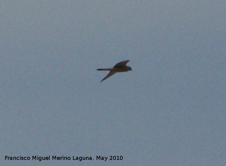 Pjaro Cerncalo primilla - Pjaro Cerncalo primilla. Caada de ZAfra - Fuerte del Rey