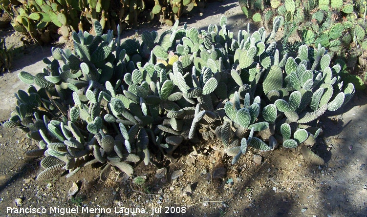 Cactus orejas de conejo blancas - Cactus orejas de conejo blancas. Benalmdena