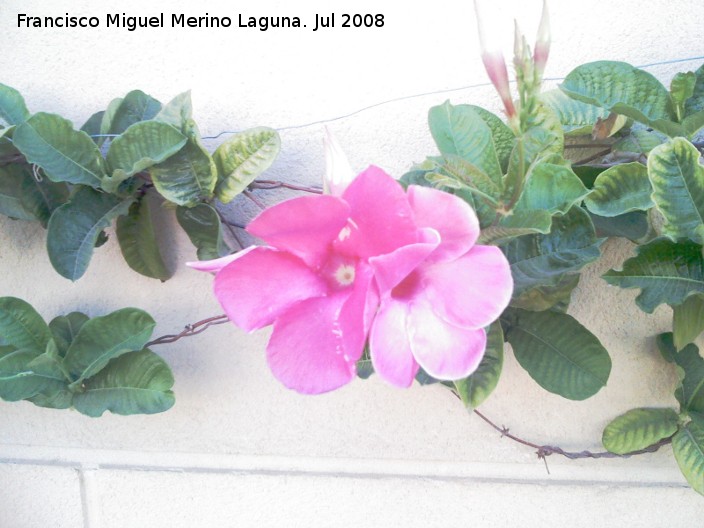 Mandevilla - Mandevilla. Navas de San Juan