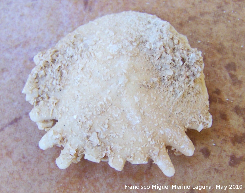 Erizo Heliophora - Erizo Heliophora. Dachla (Marruecos)