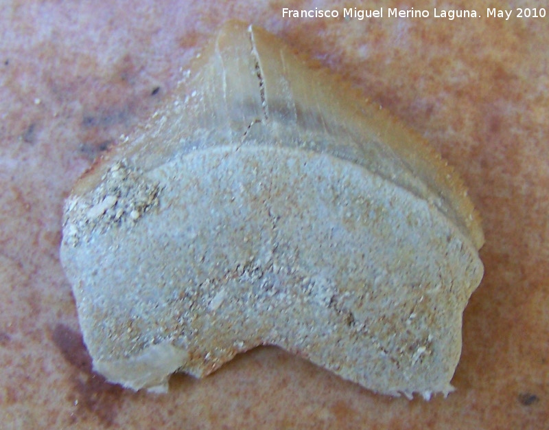 Tiburn Squalicorax - Tiburn Squalicorax. Khouribga (Marruecos)