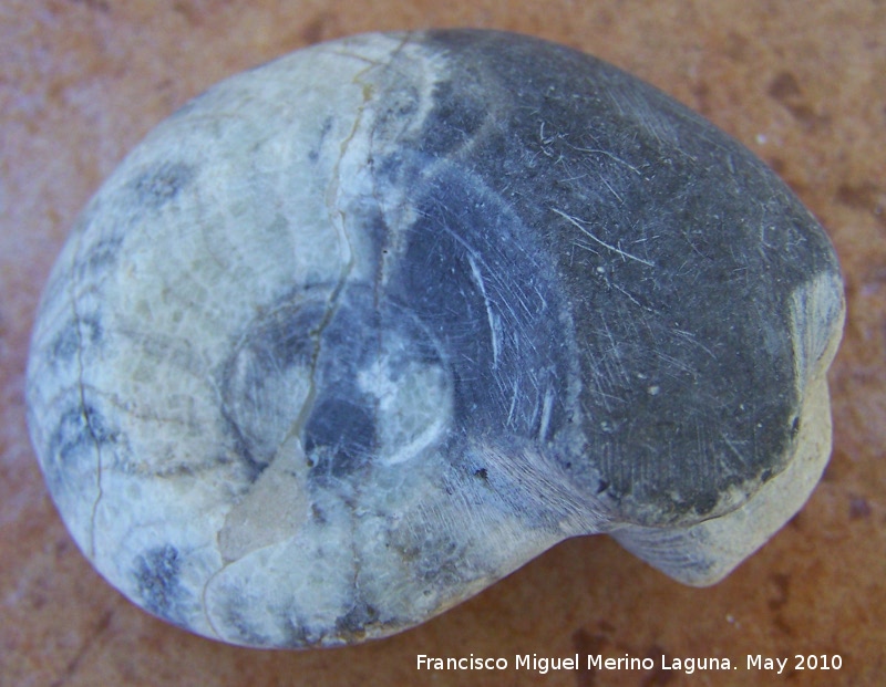 Ammonites Goniatites - Ammonites Goniatites. Pulido. Arfoud (Marruecos)