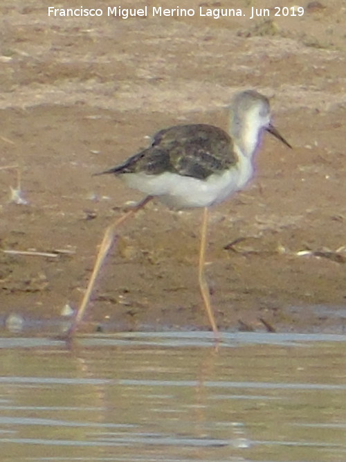 Pjaro Archibebe claro - Pjaro Archibebe claro. Laguna Dulce - Campillos