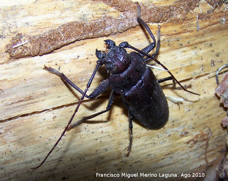 Ergastes carpintero - Ergastes carpintero. Prado Maguillo - Santiago Pontones