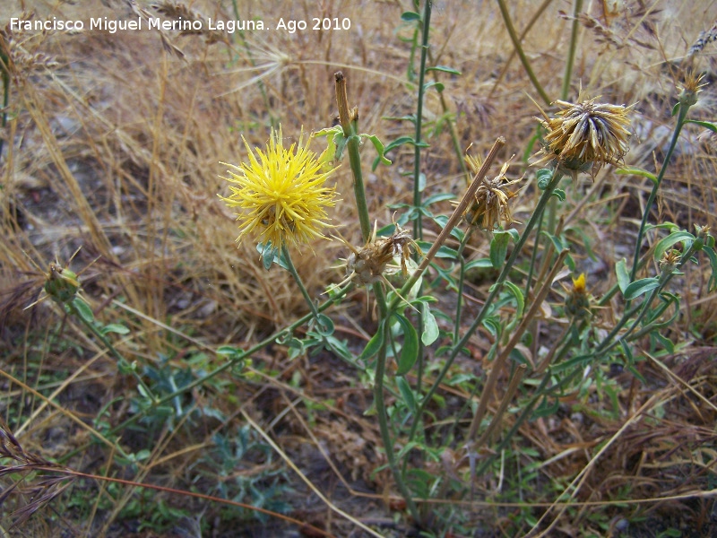 Cardo abrepuo amarillo - Cardo abrepuo amarillo. Caada Saucar - Santiago Pontones