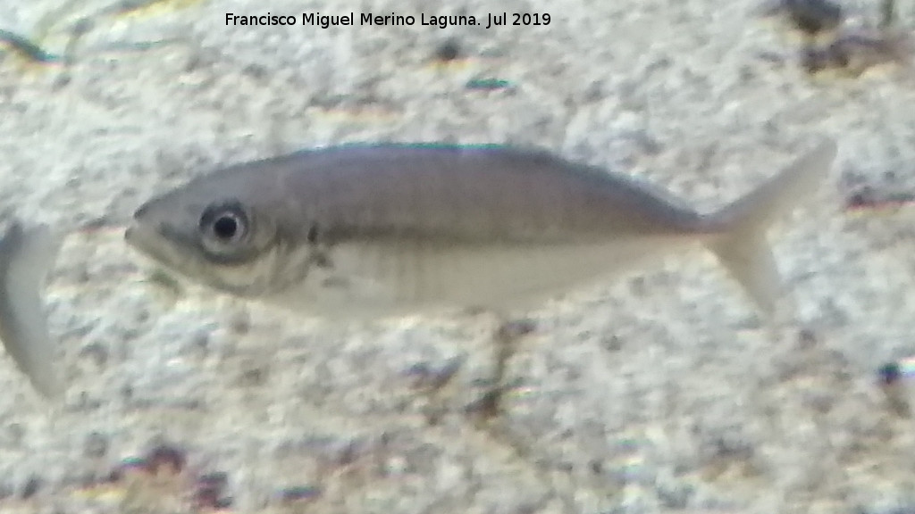 Pez Jurel - Pez Jurel. Santa Pola