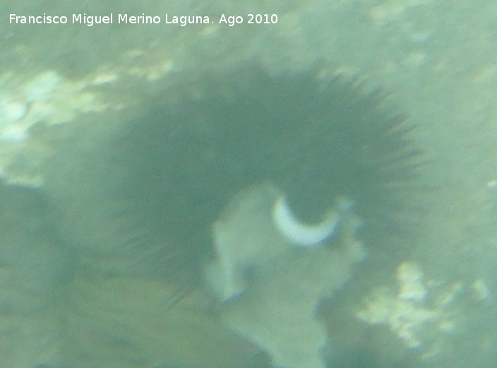 Erizo de mar - Erizo de mar. Toyo - Retamar