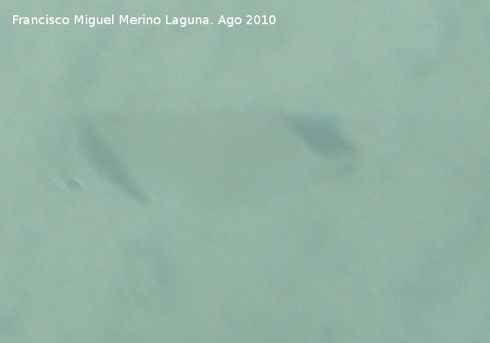 Pez Mojarra - Pez Mojarra. Toyo - Retamar