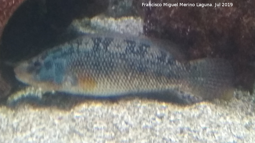 Pez Merlo - Pez Merlo. Santa Pola